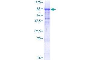 ITFG1 Protein (AA 1-612) (GST tag)