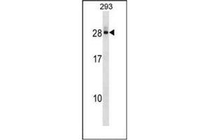 Western blot analysis of DCTD Antibody (N-term) in 293 cell line lysates (35ug/lane). (DCMP Deaminase (DCTD) (AA 1-30), (N-Term) antibody)