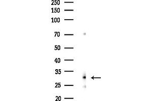 Western blot analysis of lysates from F10-LUC cells(heat-shock,45 min treatment), using EIF4H Antibody at 1/1000 dilution.