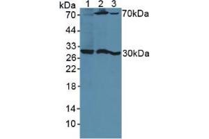 Figure. (PSG1 antibody  (AA 202-401))