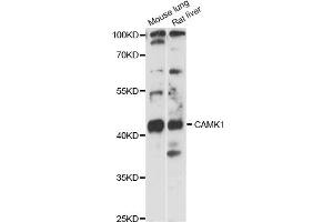 Western blot analysis of extracts of various cell lines, using CAMK1 antibody (ABIN6291853) at 1:3000 dilution. (CAMK1 antibody)