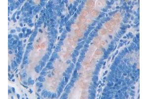 Detection of SPA2 in Rat Small intestine Tissue using Polyclonal Antibody to Surfactant Associated Protein A2 (SPA2) (SFTPA2 antibody  (AA 21-248))
