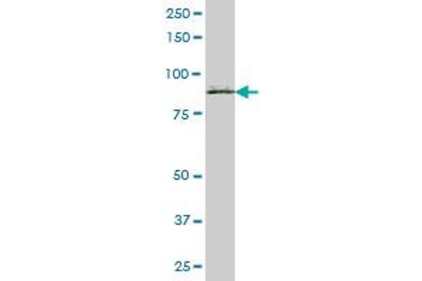 Scinderin antibody  (AA 1-468)