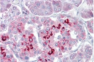 Pancreas (SIM1 antibody  (N-Term))
