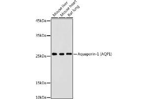 Western blot analysis of extracts of various cell lines, using Aquaporin-1  antibody (ABIN7265651) at 1:500 dilution. (Aquaporin 1 antibody  (C-Term))