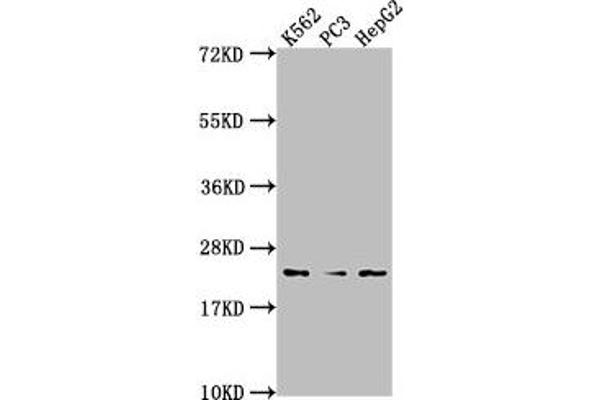 BLVRB antibody  (AA 2-206)