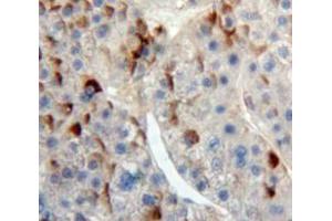 Used in DAB staining on fromalin fixed paraffin-embedded Liver tissue (IREM1 antibody  (AA 45-310))