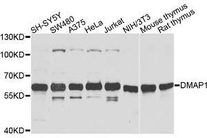 Western blot analysis of extracts of various cells, using DMAP1 antibody.