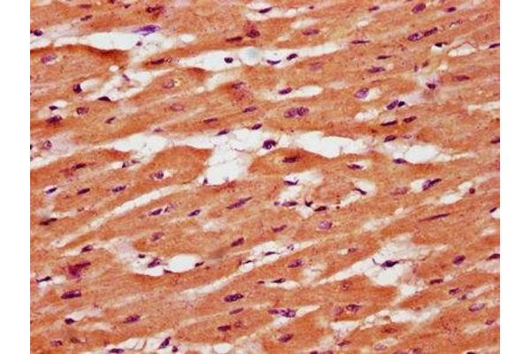 TMEM127 antibody  (AA 1-95)
