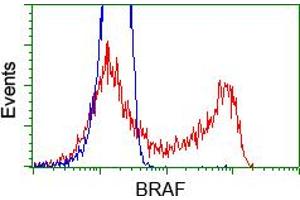 Image no. 5 for anti-B-Raf proto-oncogene, serine/threonine kinase (BRAF) antibody (ABIN1496952) (BRAF antibody)