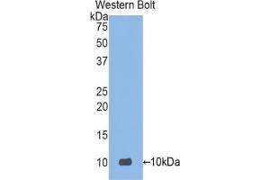 Detection of Recombinant DEFa3, Human using Polyclonal Antibody to Defensin Alpha 3, Neutrophil Specific (DEFa3) (DEFa3 antibody  (AA 21-94))