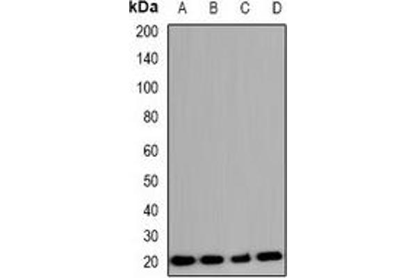 COX4I2 antibody