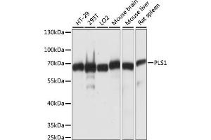 Western blot analysis of extracts of various cell lines, using PLS1 antibody (ABIN7269391) at 1:1000 dilution. (PLS1 antibody  (AA 1-110))