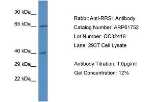 Western Blotting (WB) image for anti-RRS1 Ribosome Biogenesis Regulator (RRS1) (C-Term) antibody (ABIN786488) (RRS1 antibody  (C-Term))