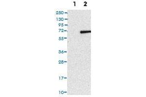 Western Blot (Cell lysate) analysis of (1) Negative control (vector only transfected HEK293T lysate), and (2) Over-expression lysate (Co-expressed with a C-terminal myc-DDK tag (~3. (RSPRY1 antibody)