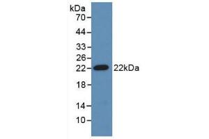 Western blot analysis of recombinant Mouse ADM. (Adrenomedullin antibody  (AA 24-171))