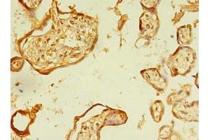 Immunohistochemistry of paraffin-embedded human placenta tissue using ABIN7151992 at dilution of 1:100 (ERLIN1 antibody  (AA 27-346))