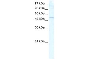 Western Blotting (WB) image for anti-DEAD (Asp-Glu-Ala-As) Box Polypeptide 19A (DDX19A) antibody (ABIN2461353)