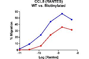 Cells expressing recombinant CCR5 were assayed for migration through a transwell filter at various concentrations of WT Rantes or Biotinylated Rantes. (CCL5 Protein (AA 24-91))