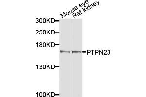 Western blot analysis of extracts of various cell lines, using PTPN23 antibody.