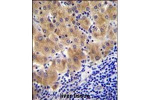 GGH Antibody immunohistochemistry analysis in formalin fixed and paraffin embedded human liver tissue followed by peroxidase conjugation of the secondary antibody and DAB staining. (GGH antibody  (C-Term))