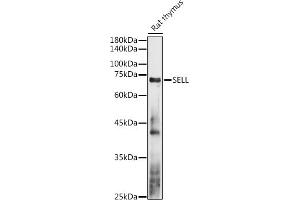 Western blot analysis of extracts of Rat thymus, using SELL antibody (ABIN3022263, ABIN3022264, ABIN3022265 and ABIN6218704) at 1:1000 dilution. (L-Selectin antibody  (AA 1-100))