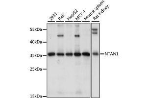 Western blot analysis of extracts of various cell lines, using NTAN1 antibody (ABIN6293897) at 1:1000 dilution. (NTAN1 antibody)