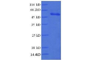 SDS-PAGE (SDS) image for RAD23 Homolog A (RAD23A) (AA 2-201), (partial) protein (GST tag) (ABIN618825) (RAD23A Protein (AA 2-201, partial) (GST tag))