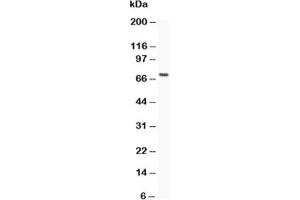 Western blot testing of MUC5AC antibody and recombinant human protein (0. (MUC5AC antibody  (AA 4848-5030))