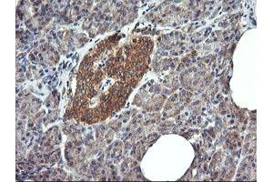 Image no. 1 for anti-Dynamin 1-Like (DNM1L) antibody (ABIN1497872) (Dynamin 1-Like antibody)