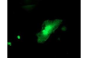 Immunofluorescence (IF) image for anti-Integrin alpha FG-GAP Repeat Containing 2 (ITFG2) antibody (ABIN1498908) (ITFG2 antibody)
