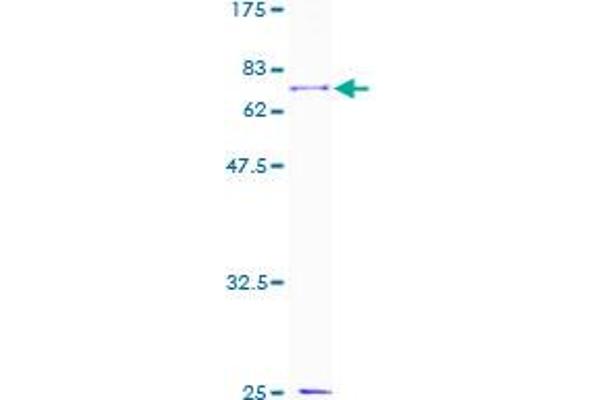 TGFB1I1 Protein (AA 1-444) (GST tag)