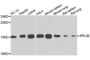 Western blot analysis of extracts of various cell lines, using RPL36 antibody. (RPL36 antibody  (AA 1-105))