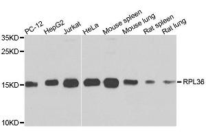 RPL36 antibody  (AA 1-105)