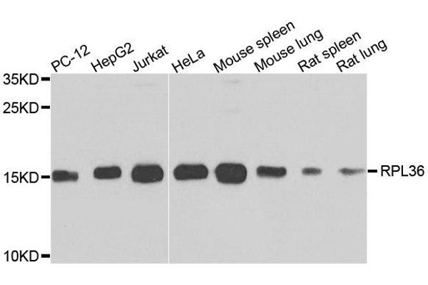 RPL36 antibody  (AA 1-105)