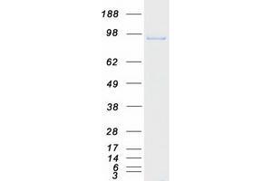 Validation with Western Blot (MCM6 Protein (Myc-DYKDDDDK Tag))