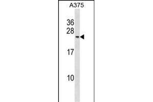 POLR2G Antibody (C-term) (ABIN1881671 and ABIN2839062) western blot analysis in  cell line lysates (35 μg/lane).