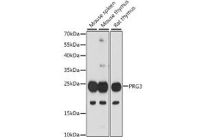 Western blot analysis of extracts of various cell lines, using PRG3 antibody (ABIN7269721) at 1:1000 dilution.