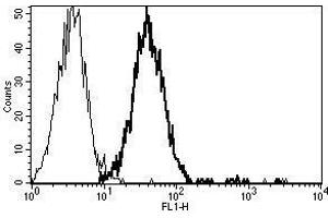 A typical staining pattern with the B-E31 monoclonal antibody of Eahy 926 cell line (CD151 antibody)