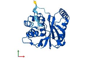 AlphaFold protein structure predicition of Human Recombinant UCHL3 Protein, UniprotID P15374