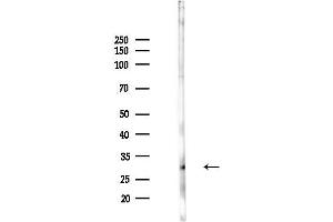 Western blot analysis of lysates from Mouse liver, using DCUN1 Antibody at 1/1000 dilution.