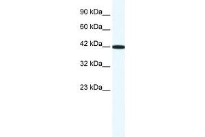 WB Suggested Anti-RXRG Antibody Titration:  1. (Retinoid X Receptor gamma antibody  (N-Term))