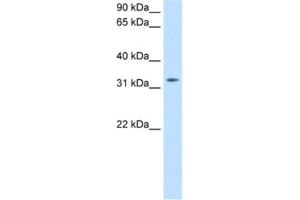 Western Blotting (WB) image for anti-Thyrotropin-Releasing Hormone (TRH) antibody (ABIN2463773)
