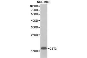 Western Blotting (WB) image for anti-Cystatin C (CST3) antibody (ABIN1872050) (CST3 antibody)