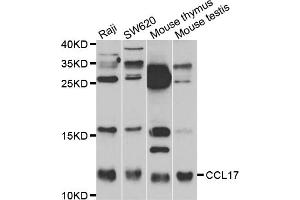 Western blot analysis of extracts of various cell lines, using CCL17 antibody (ABIN5971483) at 1:400 dilution. (CCL17 antibody)