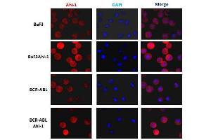 Immunofluorescence analysis in Ba/F3 cells with Ahi1 monoclonal antibody, clone 645s3( Cat # MAB8962 ) at 1 : 200 dilution.