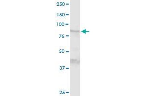 TGM1 antibody  (AA 1-817)