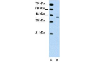 WB Suggested Anti-DHX30  Antibody Titration: 0. (DHX30 antibody  (N-Term))