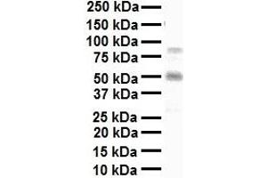 WB Suggested Anti-MAZ antibody Titration: 1 ug/mL Sample Type: Human liver (MAZ antibody  (N-Term))