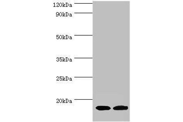 CPLX2 anticorps  (AA 1-134)